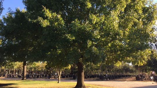 Chinese Pistache is a Texas native-adaptive tree, one that isn’t native to an area, but it grows like it is native.