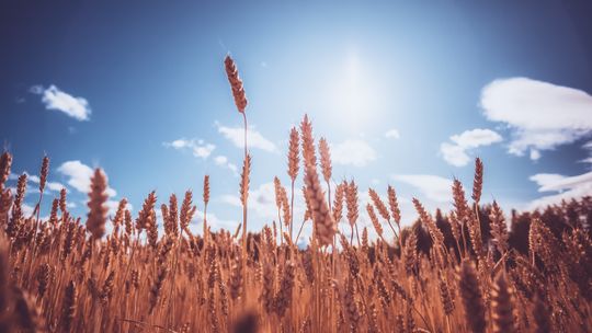 AgriLife event showcases winter wheat