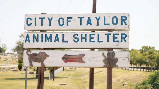 While the Taylor Animal Shelter is under a limited capacity, it is still operational for adoptions and fostering. It currently has six dogs waiting to be adopted or fostered. Photo by Hunter Dworaczyk