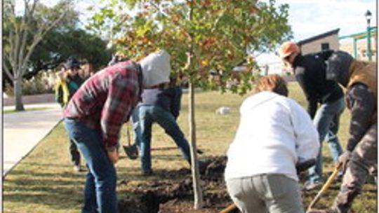 Volunteers refill a hole with dirt around a new Shumard oak tree Nov. 12 at Heritage Square Park. Photos by Nicole Lessin