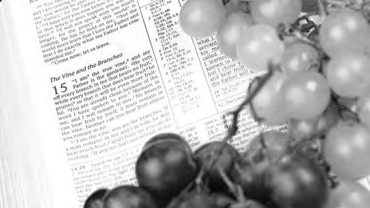 Bearing fruit on the vine