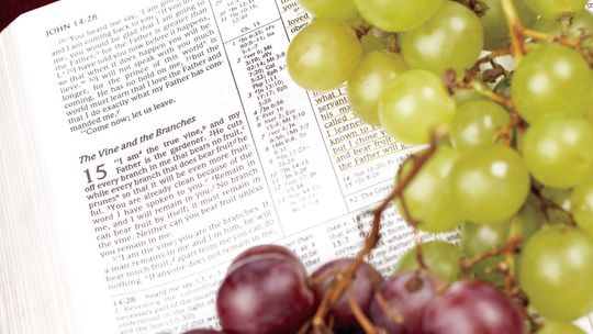 Bearing fruit on the vine