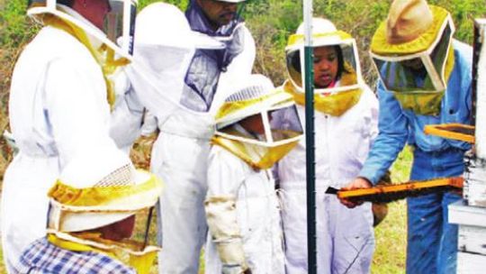 Whole families can learn beekeeping. Courtesy photo