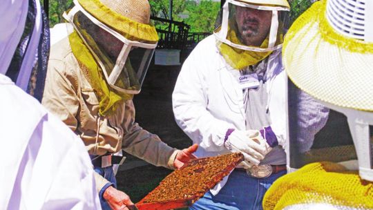 Students at the Bee School can suit up and watch while a hive of live bees is opened and inspected. Courtesy photo