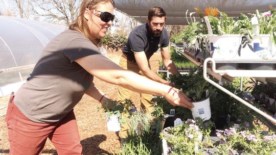 Assistant Manager Crystal Burkett and Manager BJ Dach stock bluebonnets and geraniums in preparation for the grand opening on Friday, Feb 25. Photo by Edie Zuvinich