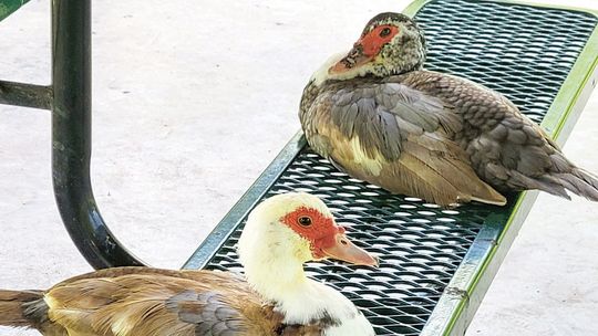 Bill coming due for some Taylor ducks
