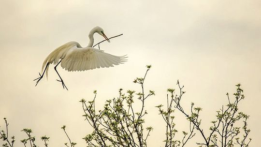 An egret carries materials to build a nest in mid-March. Courtesy photo by Andy Sharp