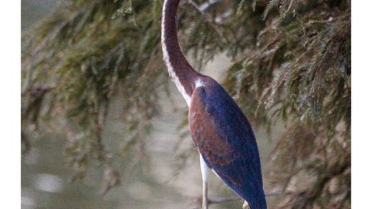 The search for a tri-colored heron came to Taylor recently. Courtesy photo