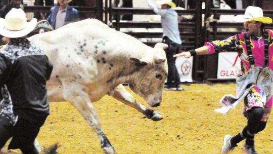 Although they are dressed like a clown, the bullfighter’s job is to distract the bull after a rider has fallen off. The clown’s job is to keep the crowd entertained. Photo by Larry Pelchat