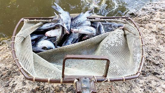 Catfish stocking begins at Neighborhood Fishin` Lakes