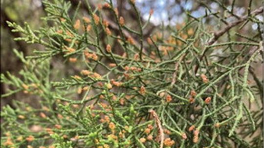 Cones on male cedar trees contain pollen which open and release pollen when weather conditions are cool and dry. Photo credit Julie Rydell