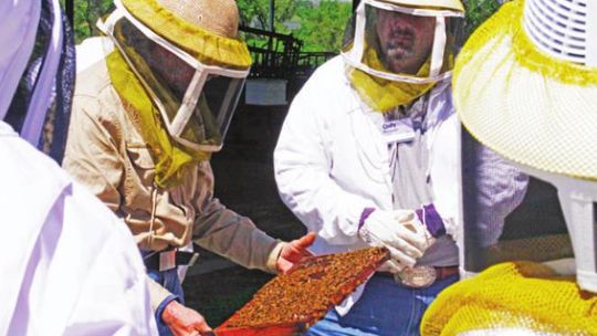 Students at the Bee School can suit up and watch while a hive of live bees is opened and inspected.Courtesy photo