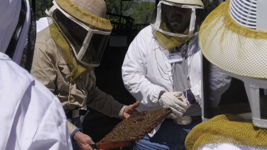 Students at the Bee School can suit up and watch while a hive of live bees is opened and inspected. Courtesy photo