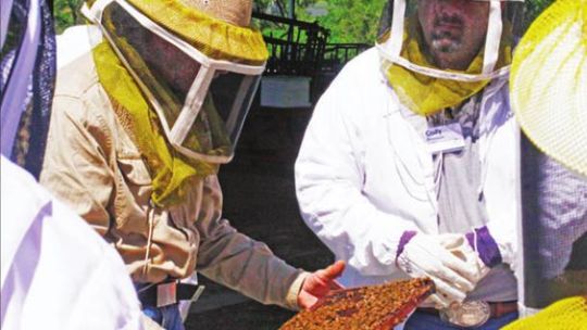 Students at the Bee School can suit up and watch while a hive of live bees is opened and inspected. Courtesy photo
