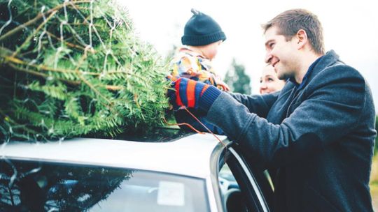 Christmas tree recycling in Hutto