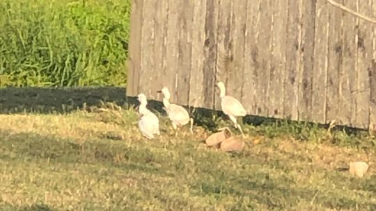 Egrets walk near the CVS Pharmacy at 1609 N. Main Street after this summer’s July 4th fireworks display. Courtesy photo by Emily Holmes