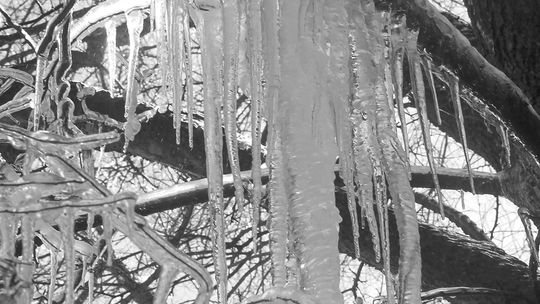 Icicles hang off a tree in February 2021, during Winter Storm Uri, in Taylor. Photo by Fernando Castro