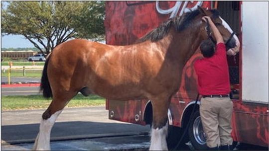 ROUND ROCK – The Budweiser Clydesdales made a stop in Williamson County this past weekend after performing at EchoPark Automotive Grand Prix at the Circuits of the Americas in Austin. The horses were spotted resting and getting cleaned up at the Dell Diamond in Round Rock, just outside of...