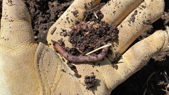 Comc Large, visible creatures like earthworms and microscopic organisms work together to transform yard and kitchen waste into valuable plant nutrients. Julie Rydell