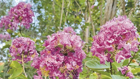 Cooler temperatures, recent rains brings vibrant crape myrtles