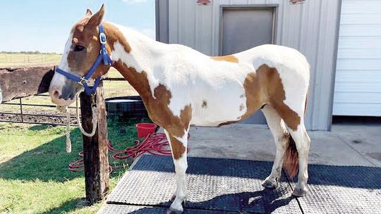 The Bluebonnet Equine Humane Society is looking for donations and vendors to support their rescue horses.