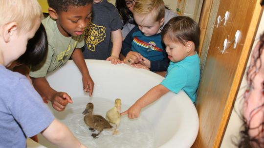 DUCKLINGS VISIT THJ