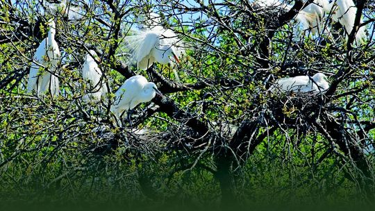 EGRET SCARE