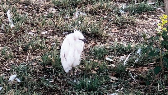 Feathers surround a lone egret after the fireworks display reportedly caused birds to flee their nests. Photo by Emily Holmes