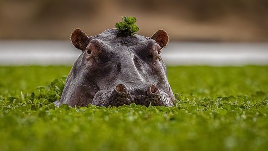 Hippos helping Hutto