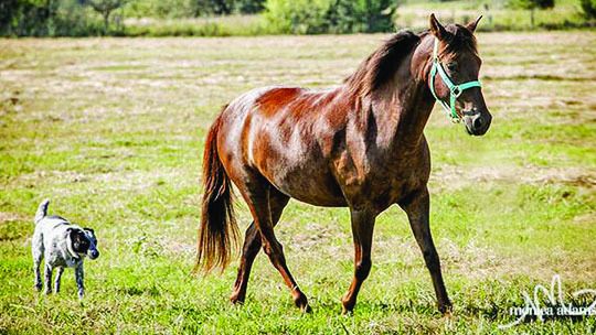 The Bluebonnet Equine Humane Society will be hosting a horse expo Oct. 8. Facebook/TrainingChallenge