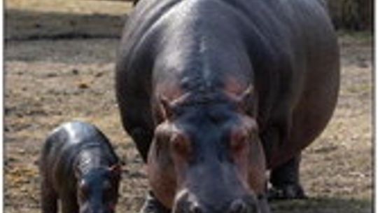 Hutto ready to celebrate World Hippo Day