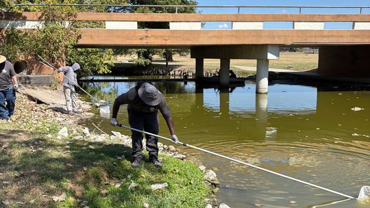 Lack of oxygen killed fish in Murphy Park
