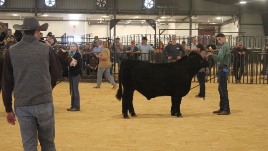 Livestock show expert Skyler Scotten checking the steers to see how well built they are. Photos by Evan Hale