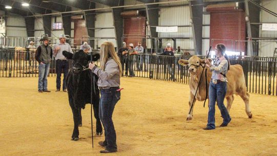 LOCAL STUDENTS AWARDED AT LIVESTOCK SHOW