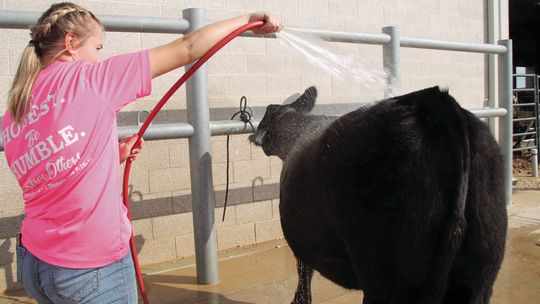 Liberty Hill resident Ellie Hert hoses off her heifer Dec. 7. Hert said the practice helps stimulate hair growth. Photos by Nicole Lessin