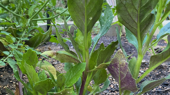 Okinawa spinach is a warm-season green that thrives in the morning sun and afternoon shade. Photo by Julie Rydell