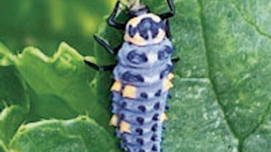 Ladybug larvae bear little resemblance to adult ladybugs. They are often confused for destructive pests, but they are voracious eaters consuming up to 100 aphids and mites a day. Courtesy photo