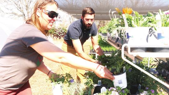 Assistant Manager Crystal Burkett and Manager BJ Dach stock bluebonnets and geraniums in preparation for the grand opening on Friday, Feb 25. Photos by Edie Zunavich