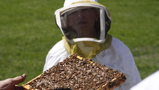 An upcoming beekeeping class will touch on how property taxes factor into the business. Courtesy photo