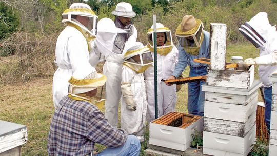 Property taxes can be lowered by keeping bees