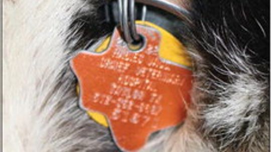 2022 Rabies tag. State law requires all domestic dogs and cats receive rabies vaccinations. Vaccinations can be either one-year or three-year dosages. Photo by Edie Zuvanich