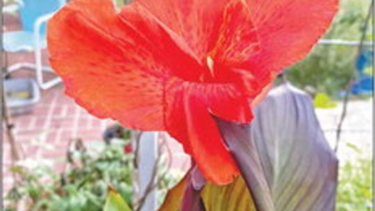 Heat loving cannas come in a variety of colors and sizes. Rhizomes can be planted now for spring growth and summer bloom. Pictured is “Cleopatra.”