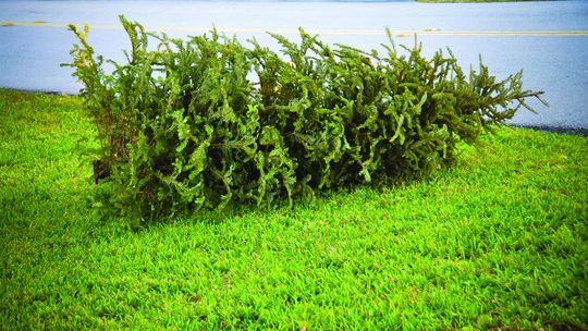 Don’t throw that old tree into a landfill after the holidays. There are plenty of ways to dispose of it that help the environment, according to the Texas A&amp;M Forest Service. Courtesy photo