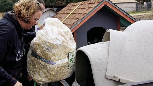 Susan Davis, Taylor lead kennel tech, loads a bag of straw onto a trailer headed to Navasota. Photos by Jason Hennington