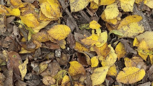 Don’t send fallen leaves to the landfill. Leaves are a great resource for free mulch and organic material for your compost pile. Photo by Julie Rydell