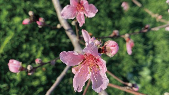 Fruit trees like this peach tree provide year-round interest to your yard adding flower, shade and fruit. March is the ideal time for planting fruit trees in Central Texas. Courtesy photo