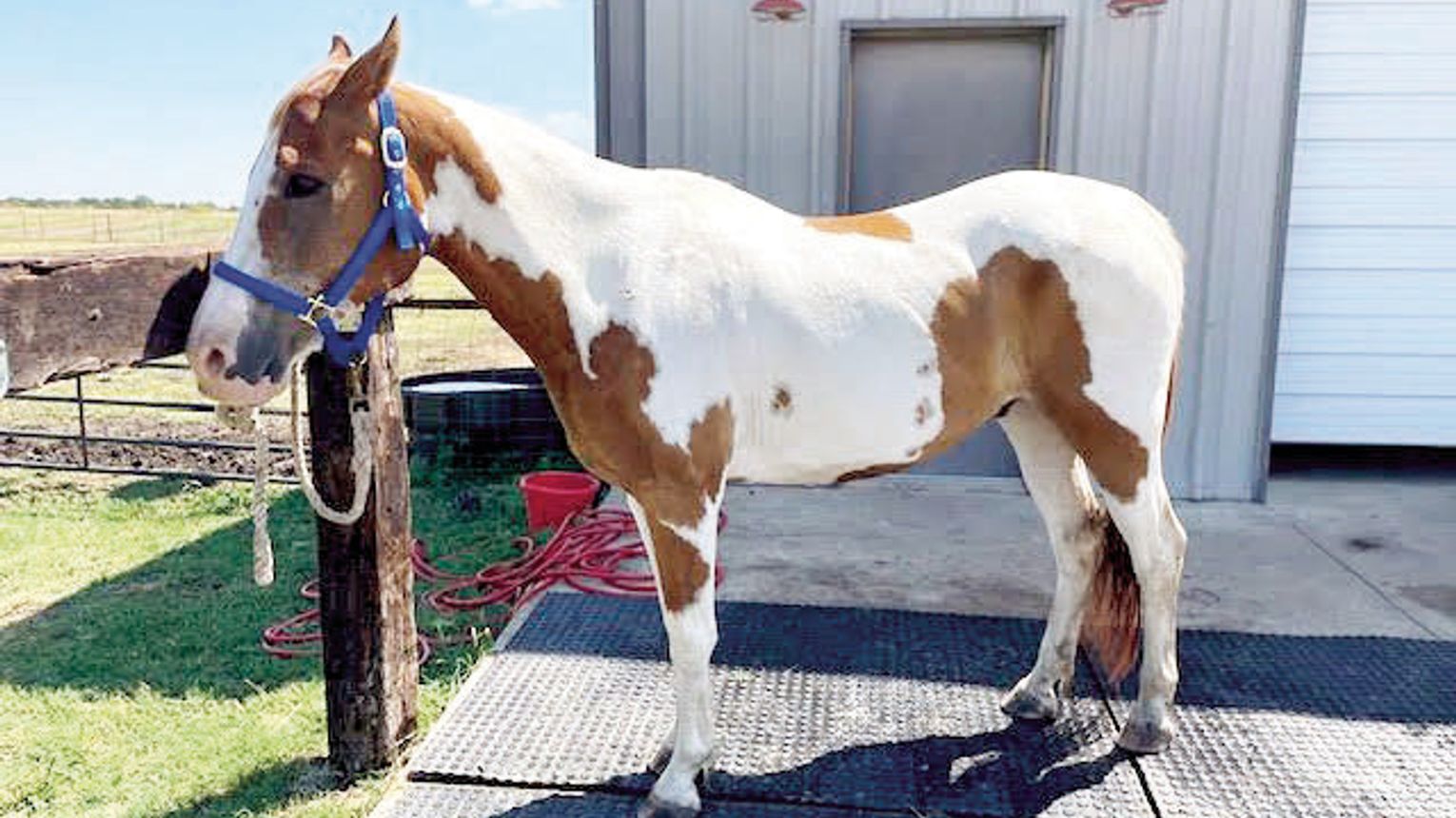 Donations, vendors and adopters sought for Horse Expo