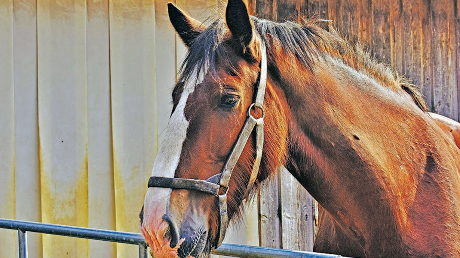 Horse virus spares Wilco so far