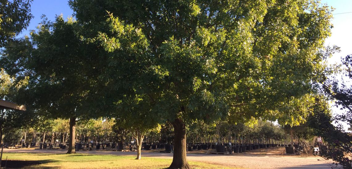 Chinese Pistache is a Texas native-adaptive tree, one that isn’t native to an area, but it grows like it is native.