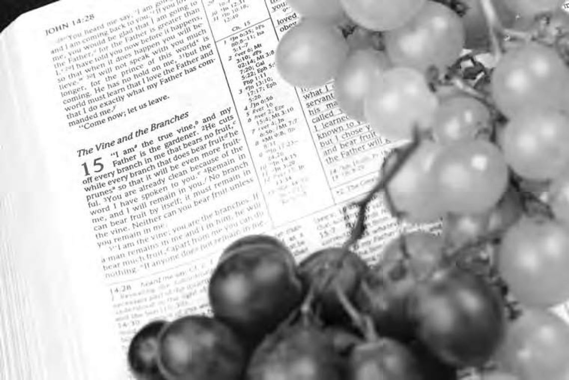 Bearing fruit on the vine